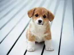köpekkk