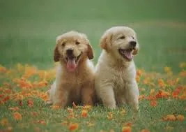 Köpek video