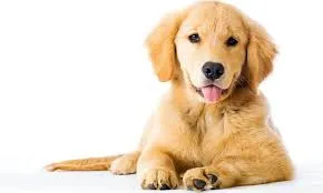 köpekkk son